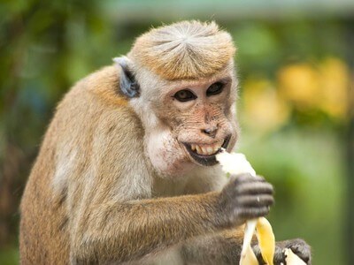 banant-evo-majom