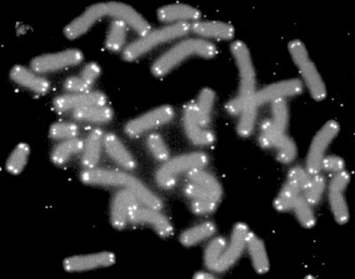 a képen DNS-szakaszok láthatók, és a pici fényes pontok a végükön a telomerek